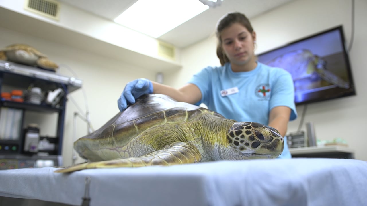 The Sea Turtle Hospital | LitFilmFest